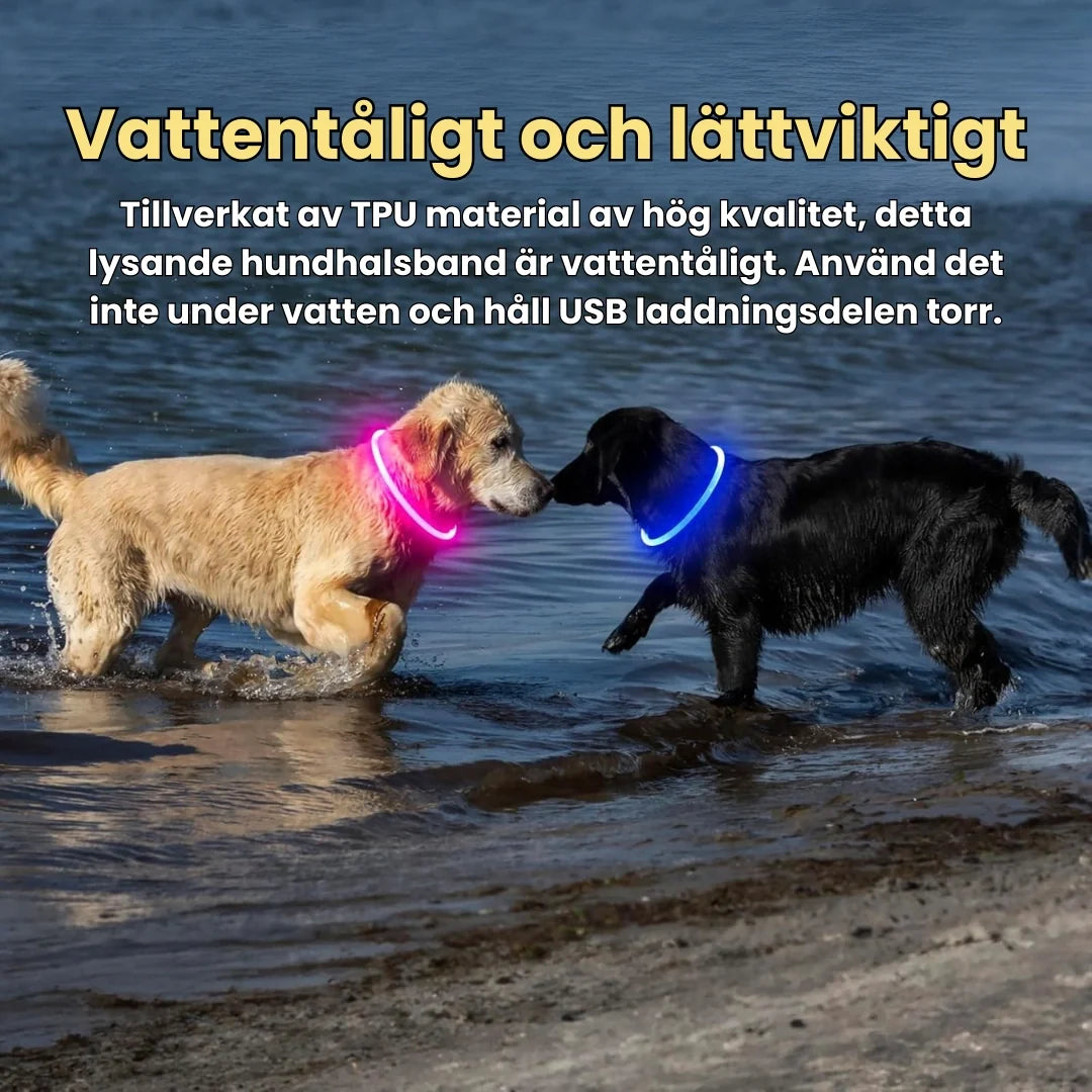 LED Collar for Dogs & Cats Water-resistant and lightweight - Petifo