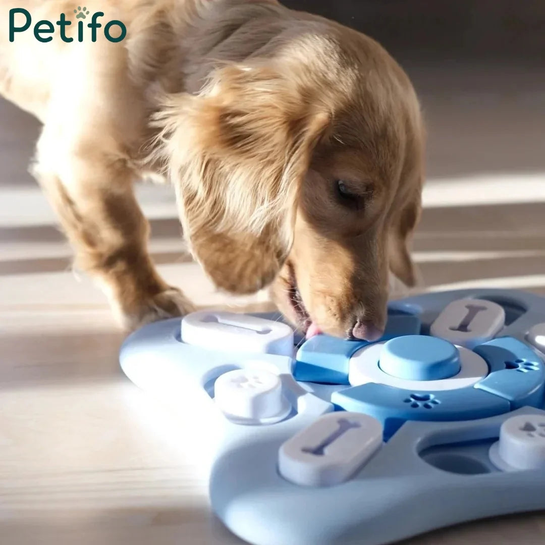 Long-haired dachshund puppy solving light blue Petifo interactive puzzle feeder toy