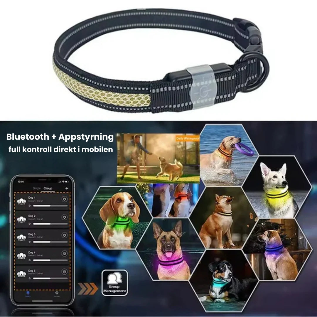 LunaPawCollar with LED lighting Bluetooth + App control - Petifo