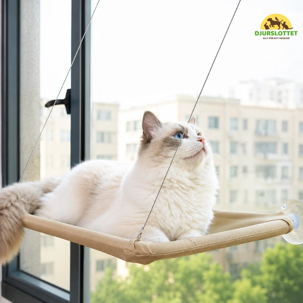 Lunera Window Bed - Petifo