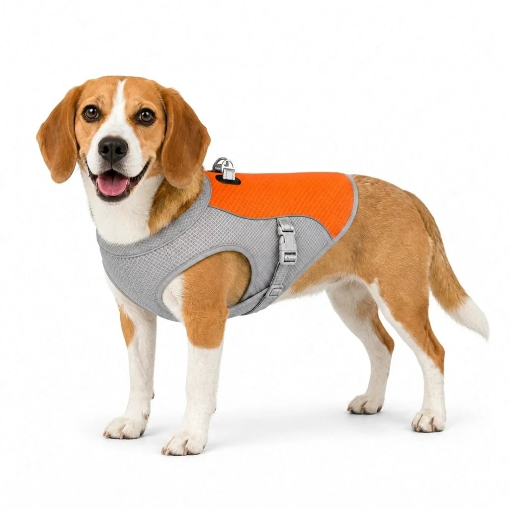 Beagle wearing an orange cooling vest in size medium.