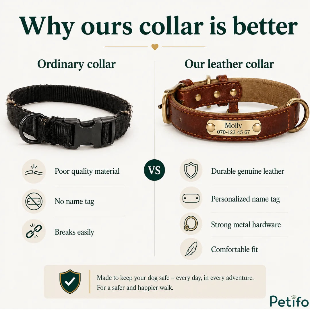 Comparative product infographic contrasting an ordinary frayed nylon collar with the durable leather collar, highlighting features like name tags and strong hardware.