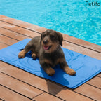 Wire-haired dachshund lying comfortably on a blue Petifo cooling pad by an outdoor pool deck.
