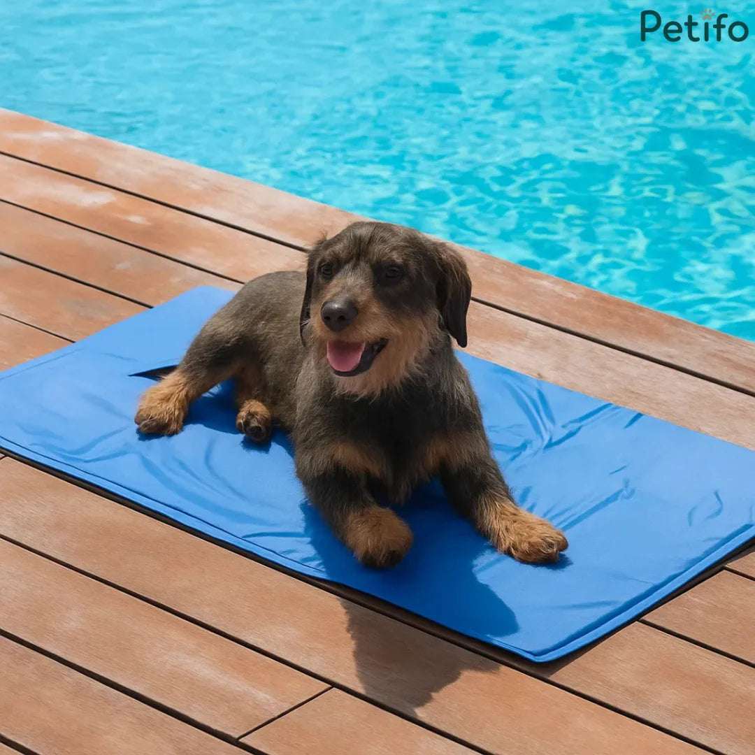 Wire-haired dachshund lying comfortably on a blue Petifo cooling pad by an outdoor pool deck.