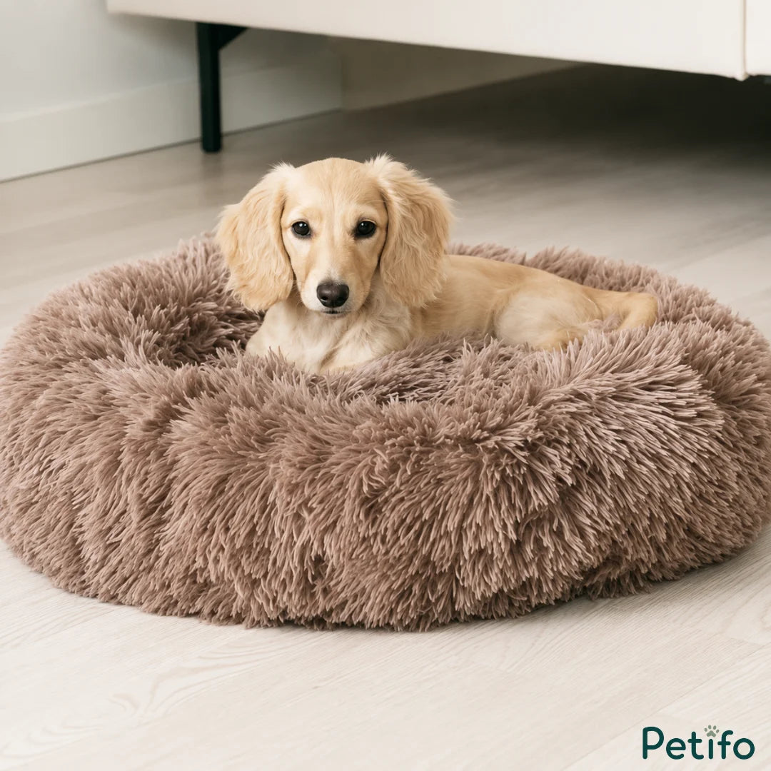Blonde long-haired dachshund puppy resting comfortably inside a plush brown calming pet bed.
