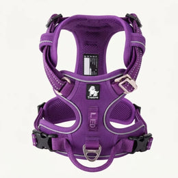 Purppura