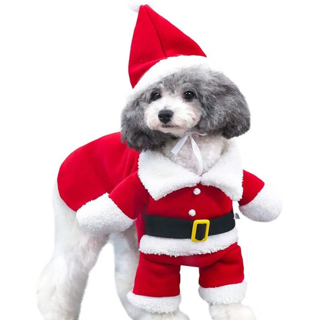 Fluffy dog wearing a red and white Santa Claus dog costume.
