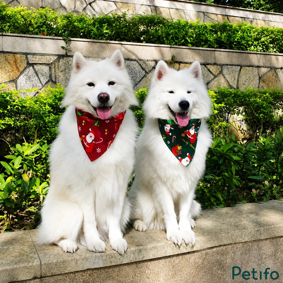 Two white dogs sitting outdoors wearing red and green Christmas bandanas.