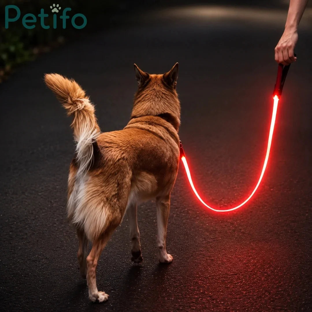 Brown dog on night walk with glowing red light-up leash