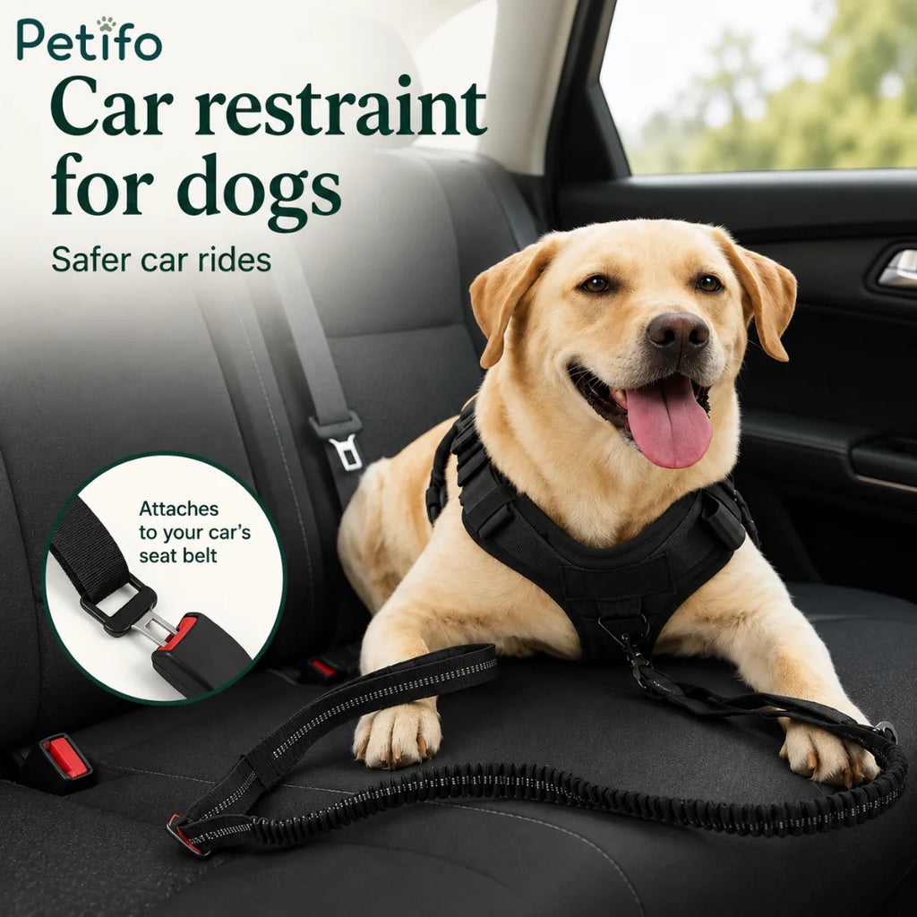 Labrador retriever relaxing in a car backseat with a safety restraint system attached securely to the seatbelt buckle.