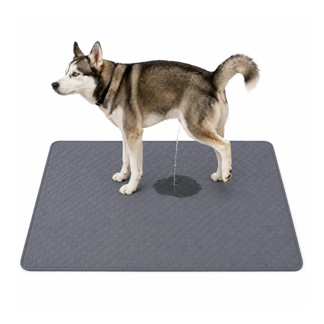Husky dog using a large grey reusable pet training mat for housebreaking.
