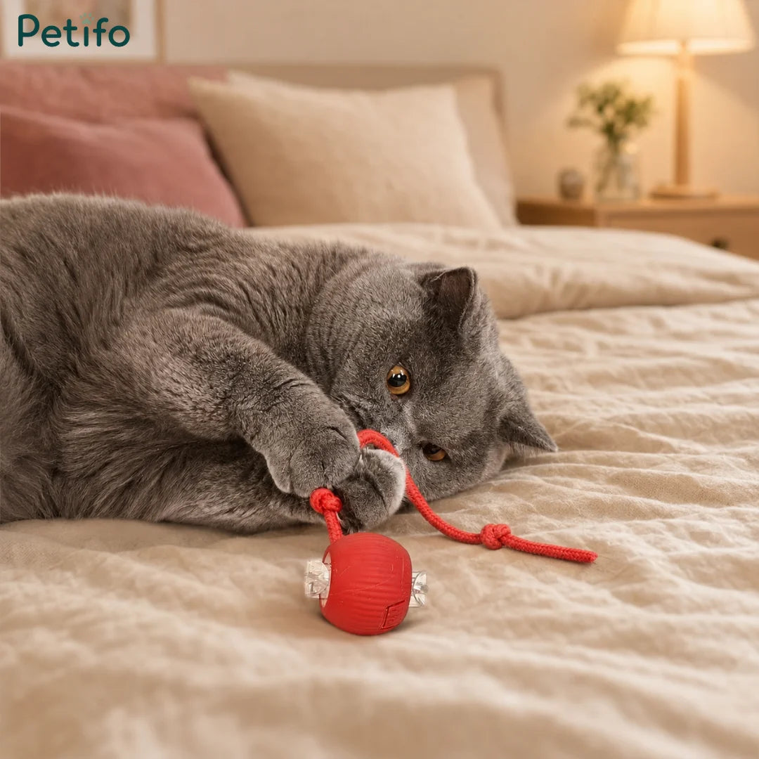 A fluffy grey cat playing with a red electronic rolling ball toy on a cozy beige bed.