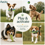 Four-panel action collage showing different small to medium dog breeds actively playing and fetching with rope toys.