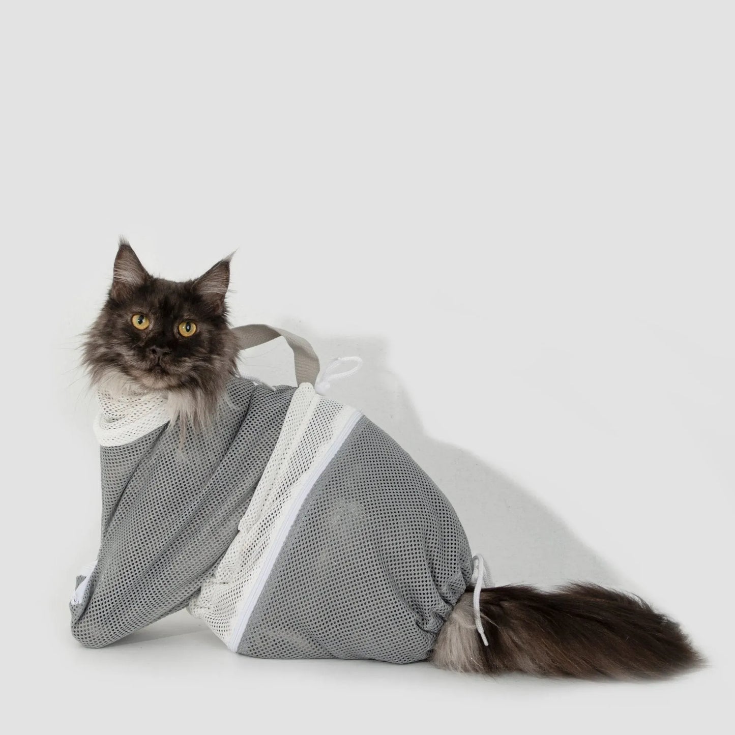 Katter är bekväma