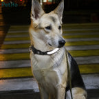 Light-colored dog sitting outdoors at night wearing a glowing LED safety collar.
