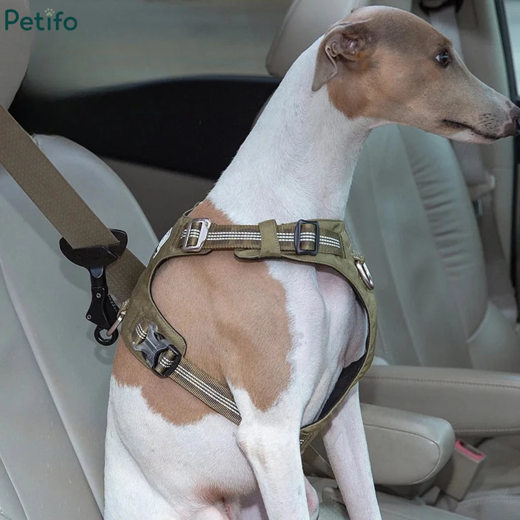 Whippet dog wearing green harness secured to car seat belt using Petifo safety clip