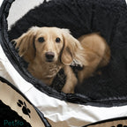 Cream dachshund looking through the secure zippered mesh door of a Petifo pet playpen.