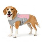 Beagle wearing a pink cooling vest in size medium.