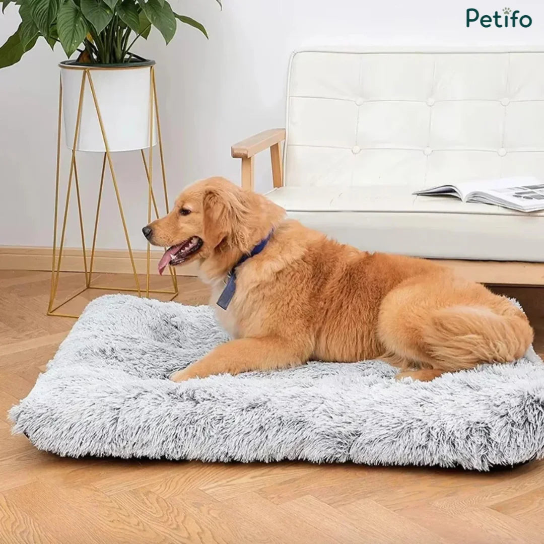 Golden Retriever relaxing on a soft gray faux fur rectangular dog bed next to a white sofa.