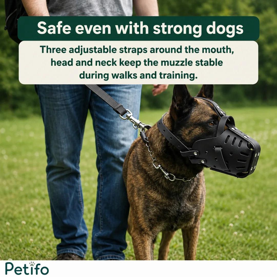 Strong dog wearing a stable black leather muzzle with triple adjustable straps during a walk.