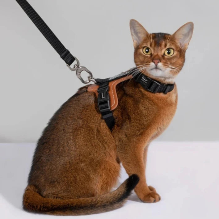 HiDream Leather Series kattsele - Djurslottet