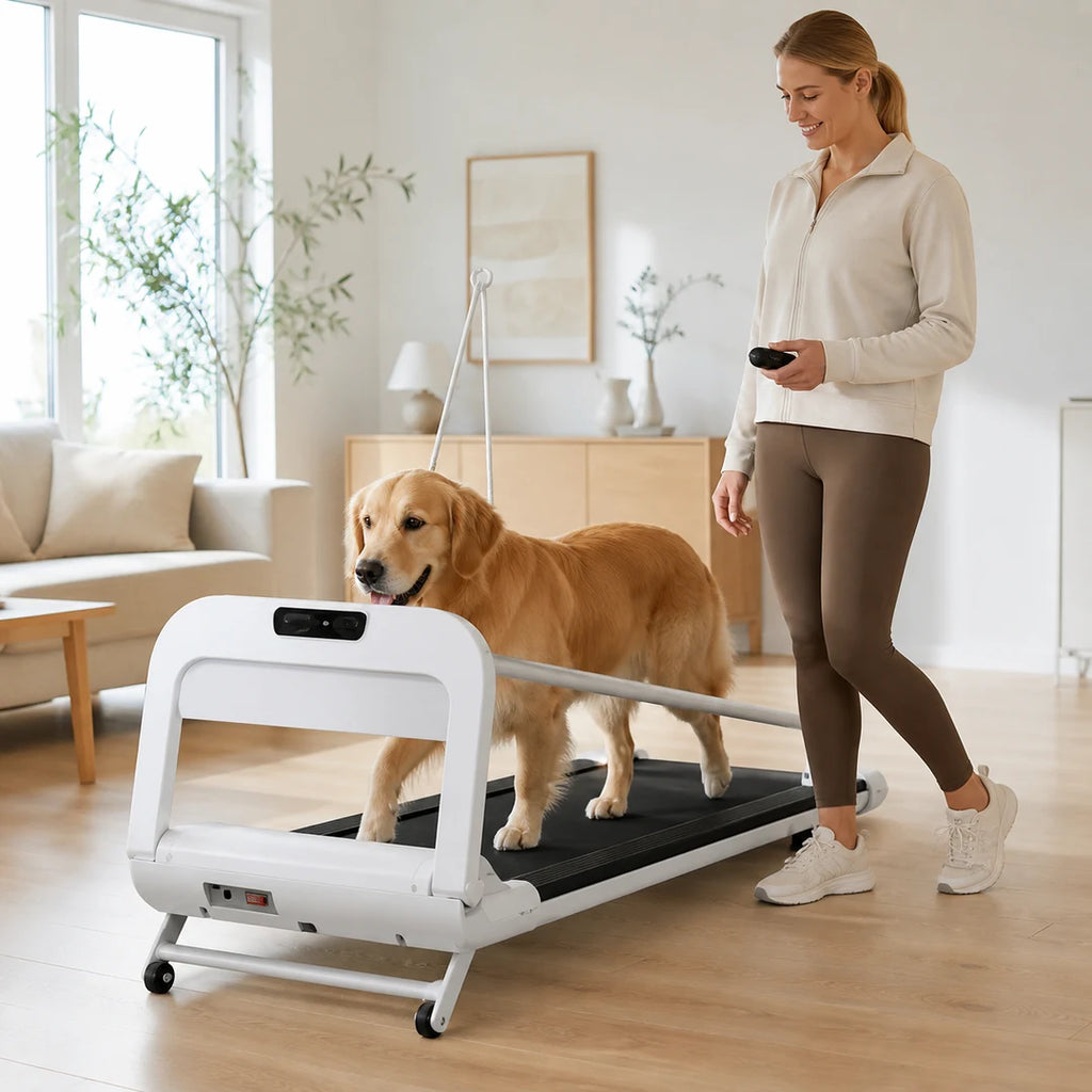 Dog treadmill used indoors with remote control