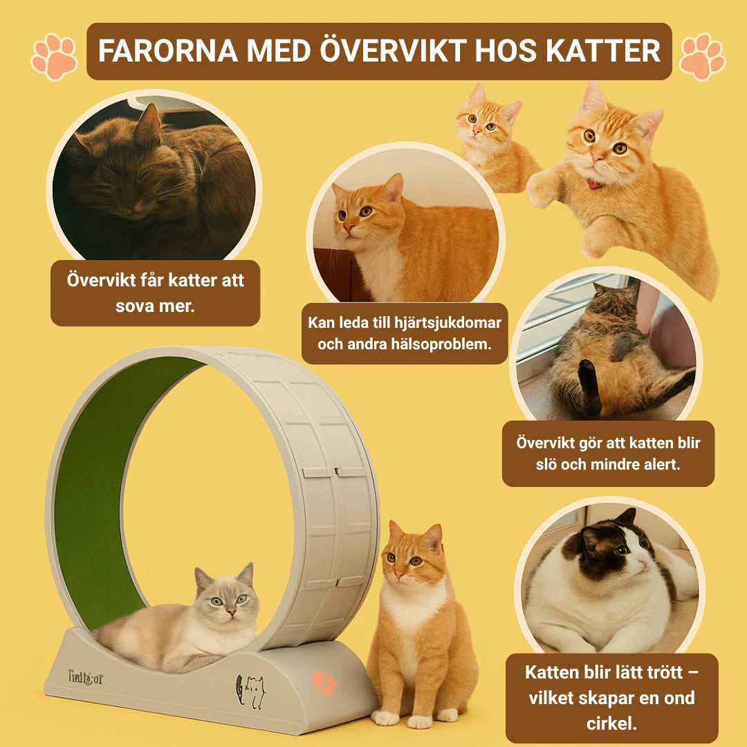 farorna med overvikt hos katter - djurslottet