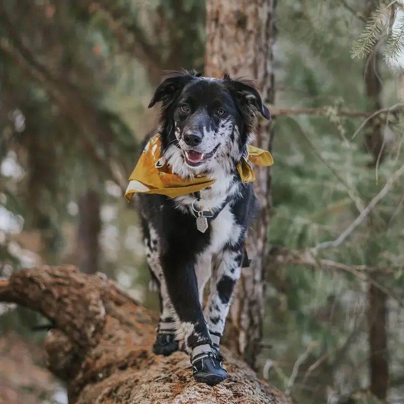 Hundskor Vinter, 
Skor Till Hund Snö, SnowGrip Vattentäta Hundskor (Reflekterande) - Djurslottet