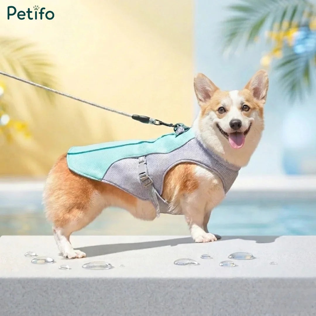 Corgi wearing a light blue cooling vest outdoors near a pool.