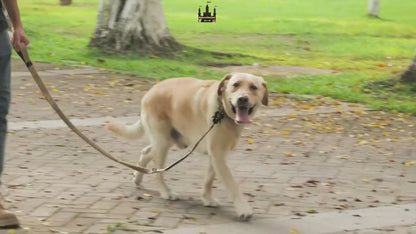 SafePaw Antiryckkoppel med Bilbältesfäste