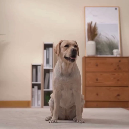 Talande Knappar Hund, Knappar Till Hund, Talande knappar för husdjur