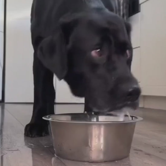 Vattenskål Till Hundbur, 
Spillsäker Vattenskål Hund, Antispill vattenskål - djurslottet