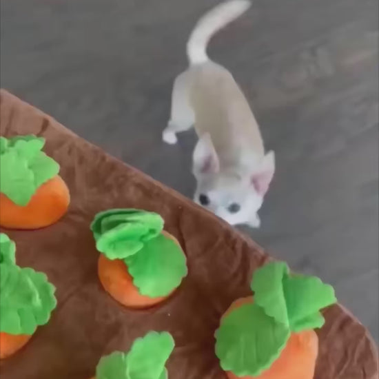 Snuffelmatta morot - Aktiveringsmatta för hundar