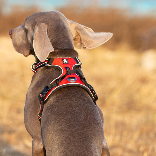 Hundsele Reflex, 
Kattsele Reflex, ReflexFit Justerbar Hundsele - djurslottet